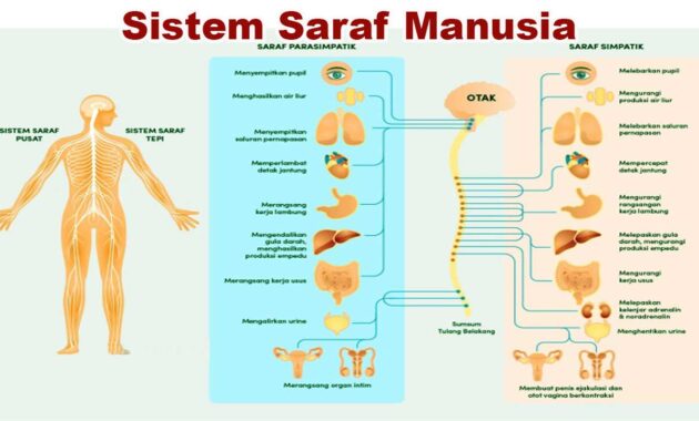 Sistem Saraf Manusia