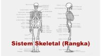 Sistem Skeletal (Rangka) Manusia