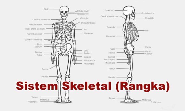 Sistem Skeletal (Rangka) Manusia
