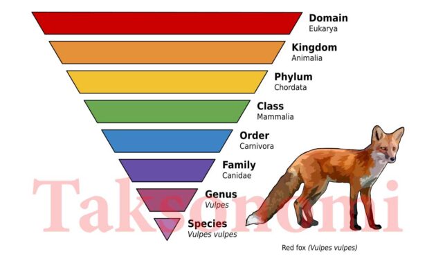 taksonomi