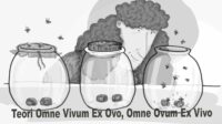 teori omne vivum ex ovo, omne ovum ex vivo