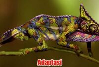 adaptasi