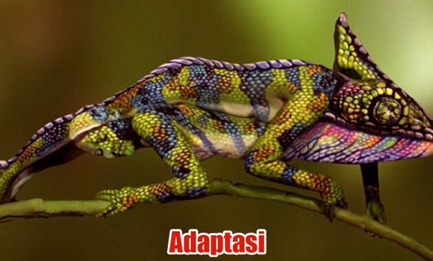 adaptasi