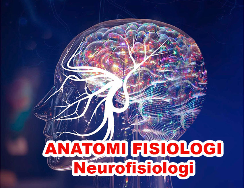anatomi fisiologi neurofisiologi