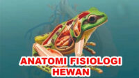 anatomi fisiologi hewan