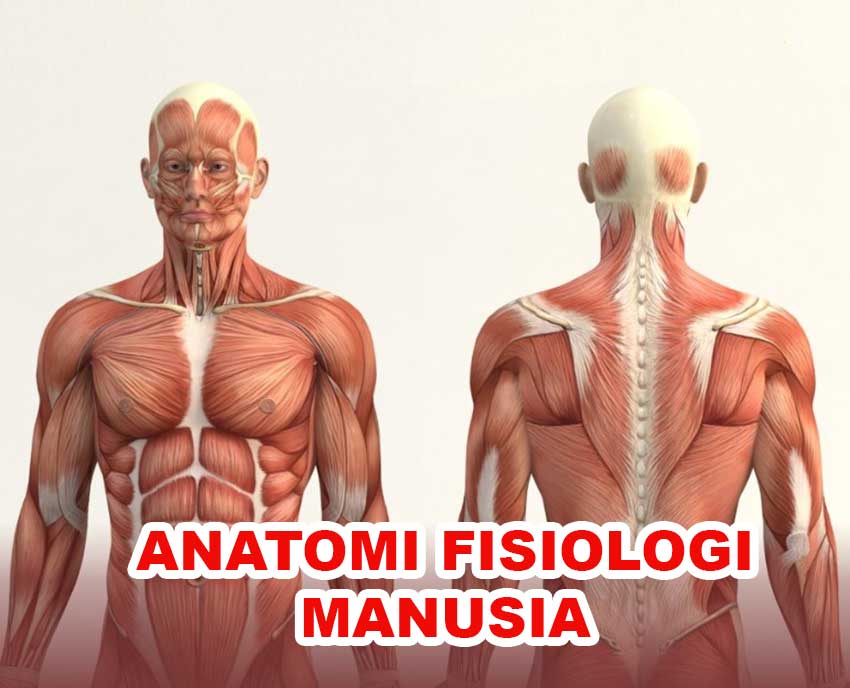anatomi fisiologi manusia