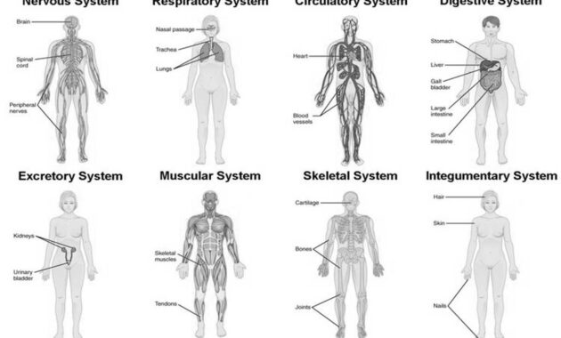 anatomi tubuh manusia