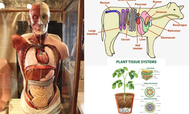 cabang ilmu fisiologi