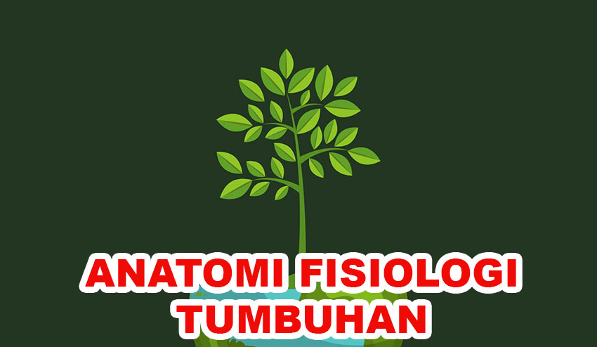 fisiologi anatomi tumbuhan