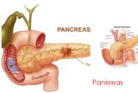 gambar Pankreas