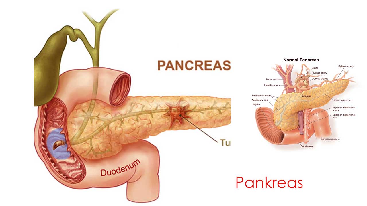 gambar Pankreas