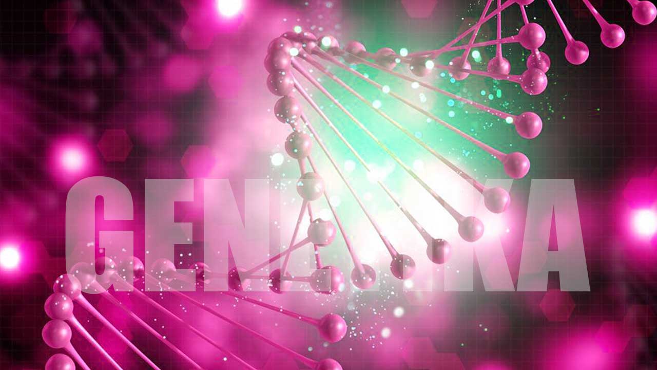 genetika