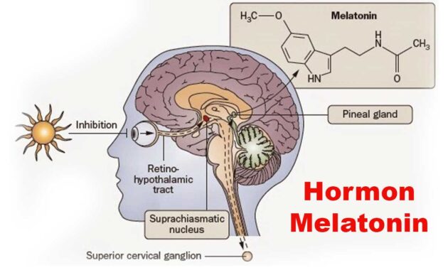 Hormon Melatonin