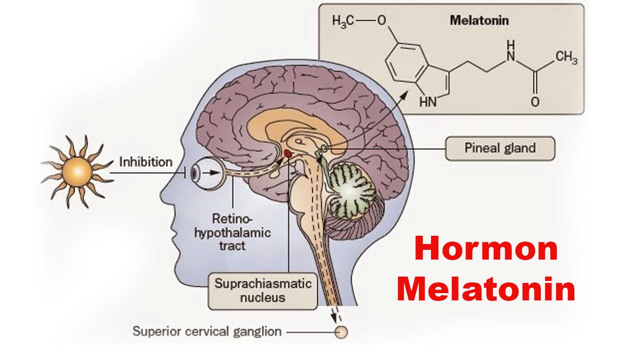 Hormon Melatonin: Fungsi, Manfaat, dan Pengaruhnya terhadap Kesehatan