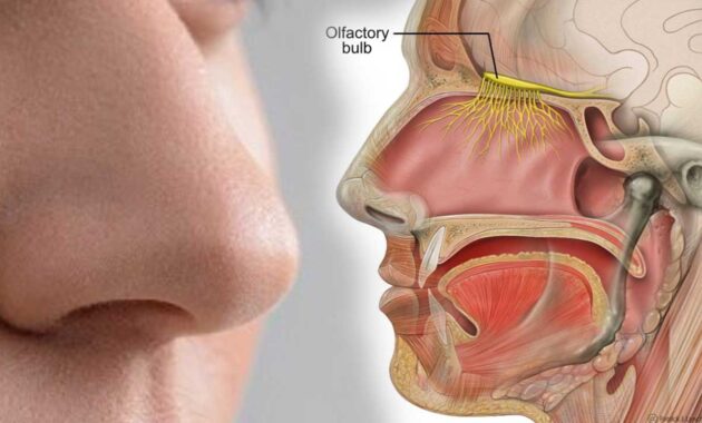organ hidung manusia