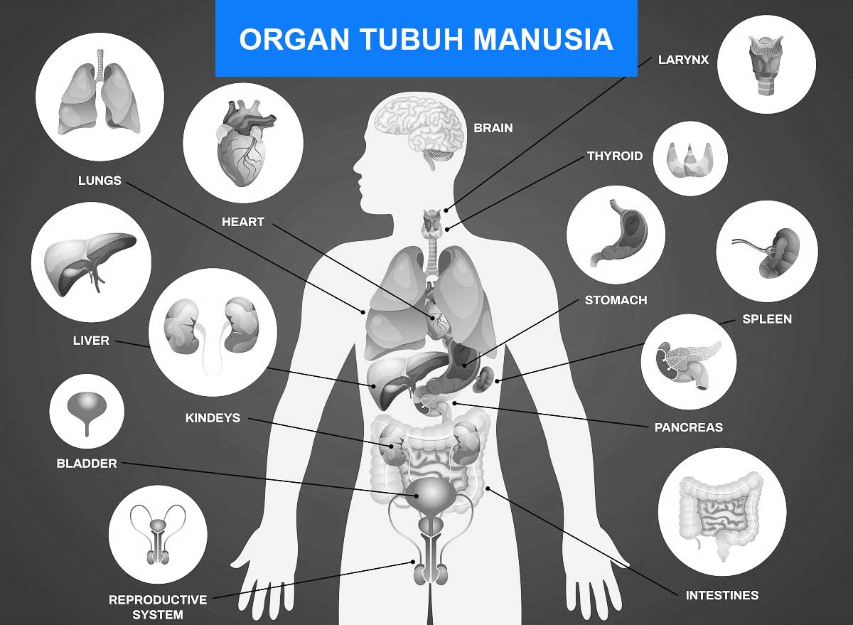 organ tubuh manusia