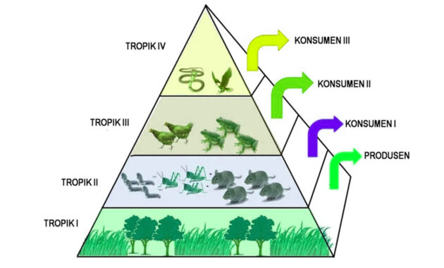 piramida makanan dalam ekologi