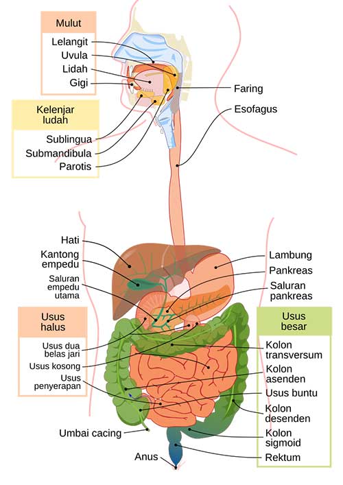 sistem Pencernaan manusia