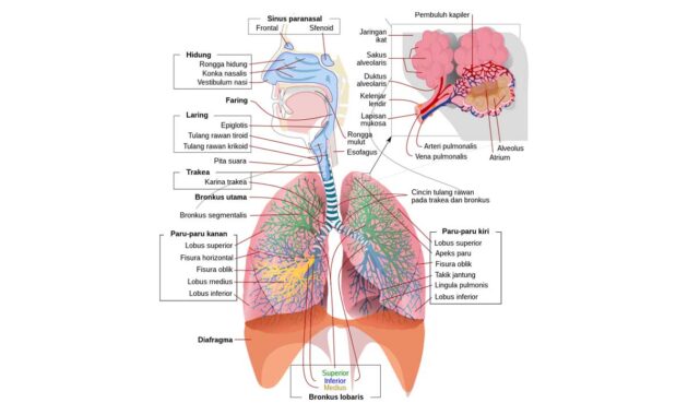 sistem respirasi manusia lengkap penjelasannya