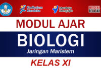 Modul Ajar Biologi Kelas XI Jaringan Maristem